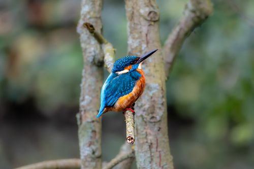 Free Close-up of a colorful kingfisher resting on a tree branch in a serene natural setting. Stock Photo