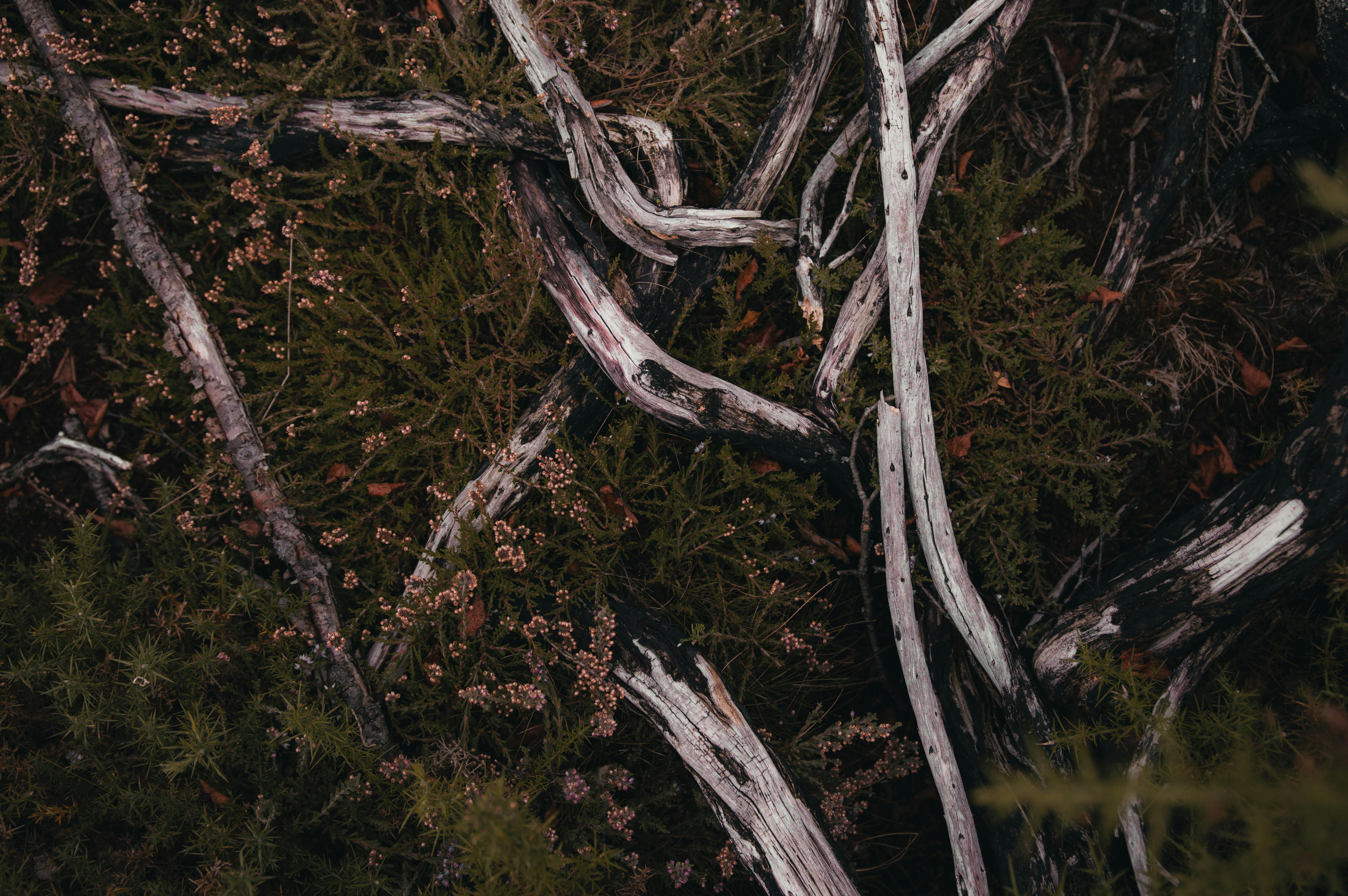 Gratis Et detaljeret kig på skovbunden med sammenflettede grene og mos i Guildfords efterårsmiljø. Lagerfoto