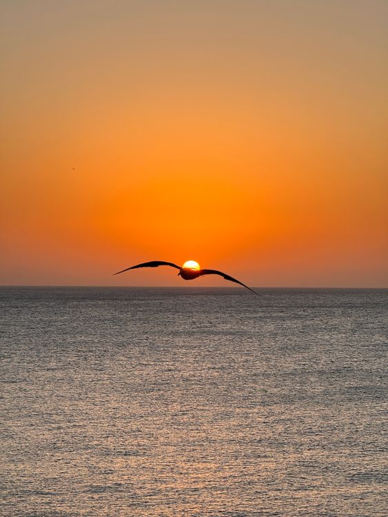 Serene Ocean Sunset with Bird in Flight · Free Stock Photo