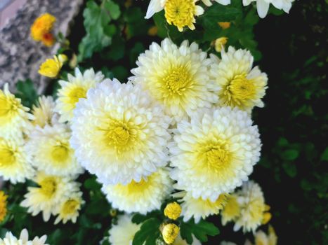 Beautiful cluster of yellow and white chrysanthemums in full bloom.
