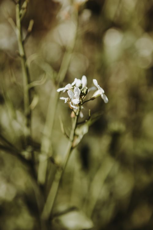 Free A close-up shot of delicate white flowers against a natural blurred background, evoking tranquility. Stock Photo