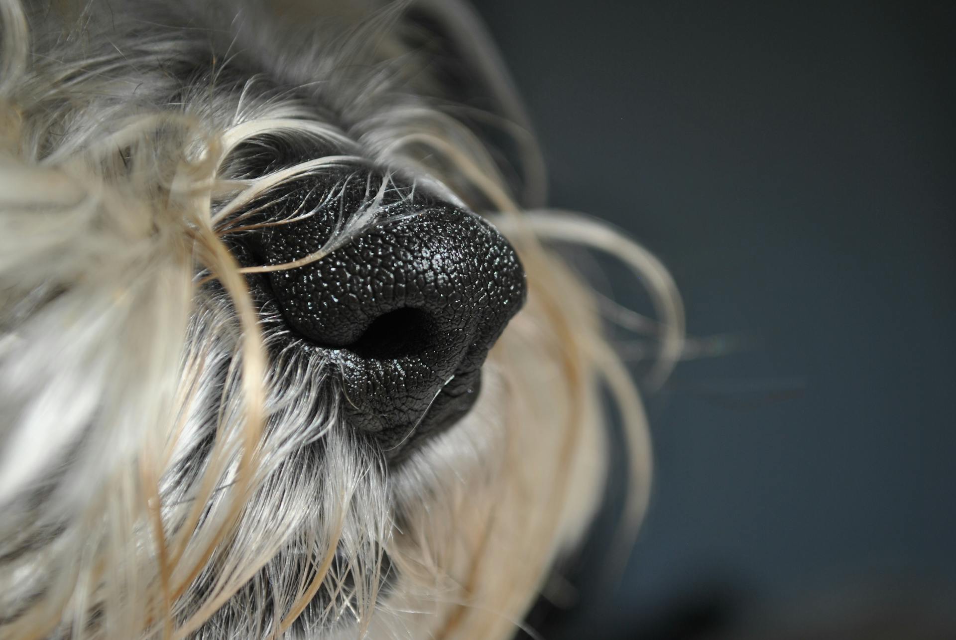 Dog Nose