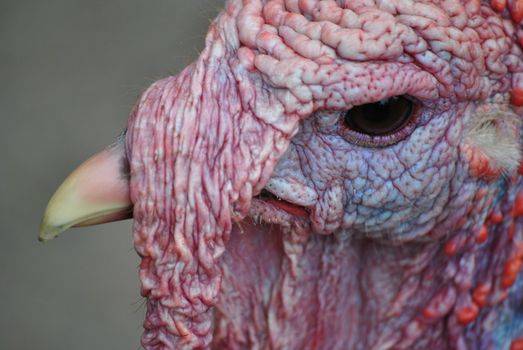 Turkey