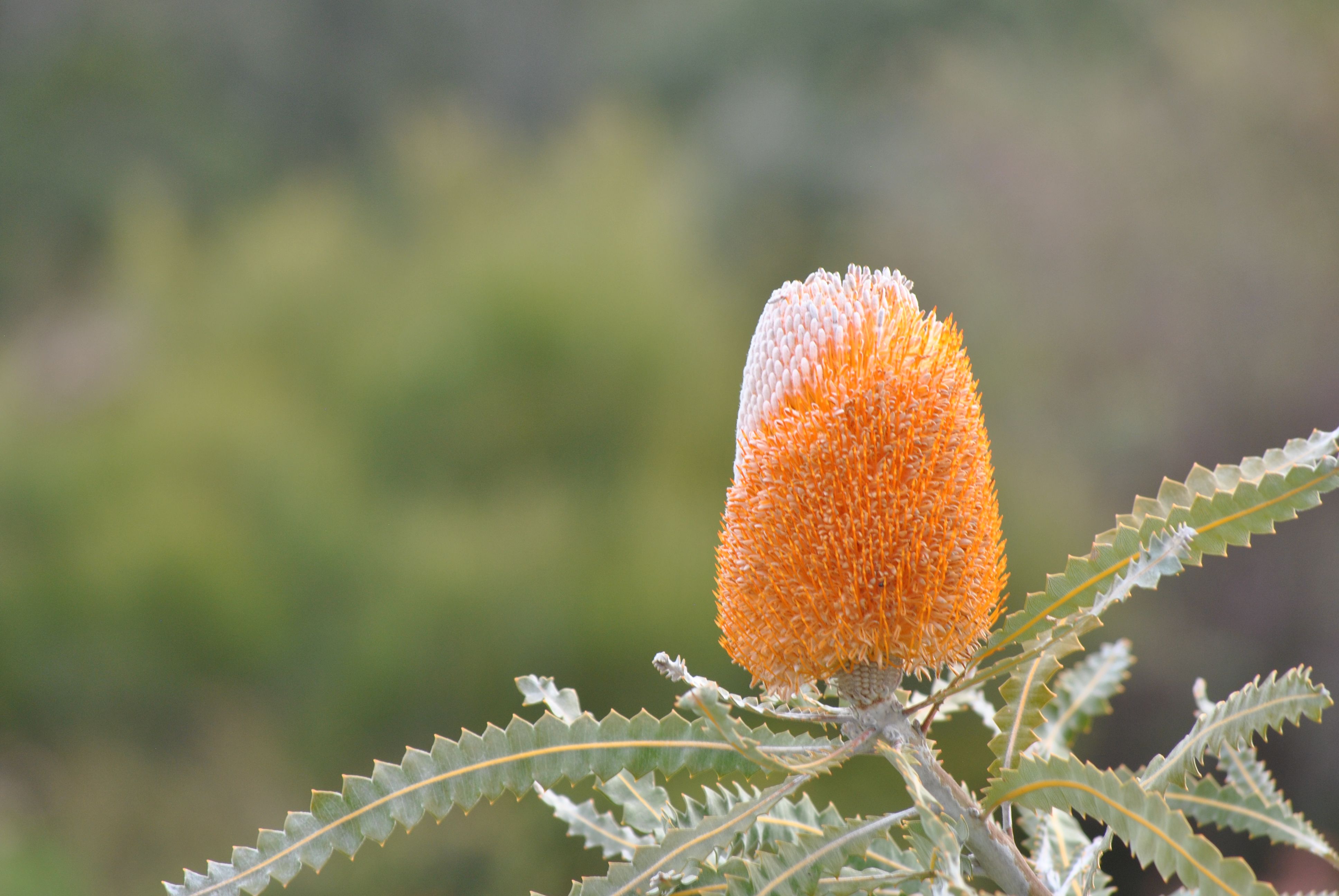 Vibrant orange Banksia flower bloom in focus against blurred green background.