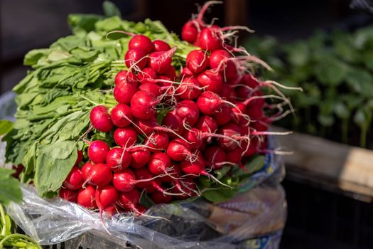 Radishes