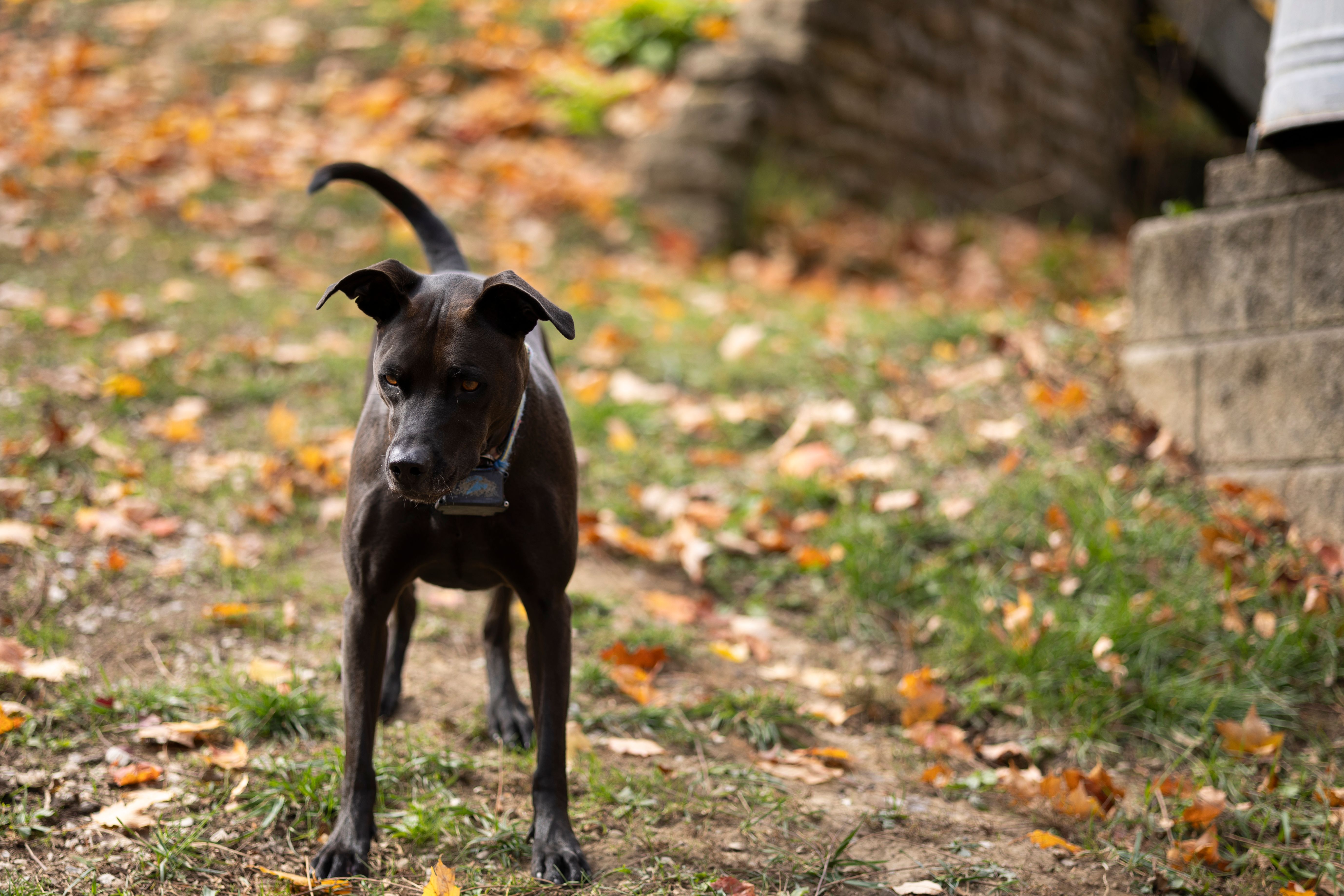 Black dog standing on fallen autumn leaves in a grassy yard.