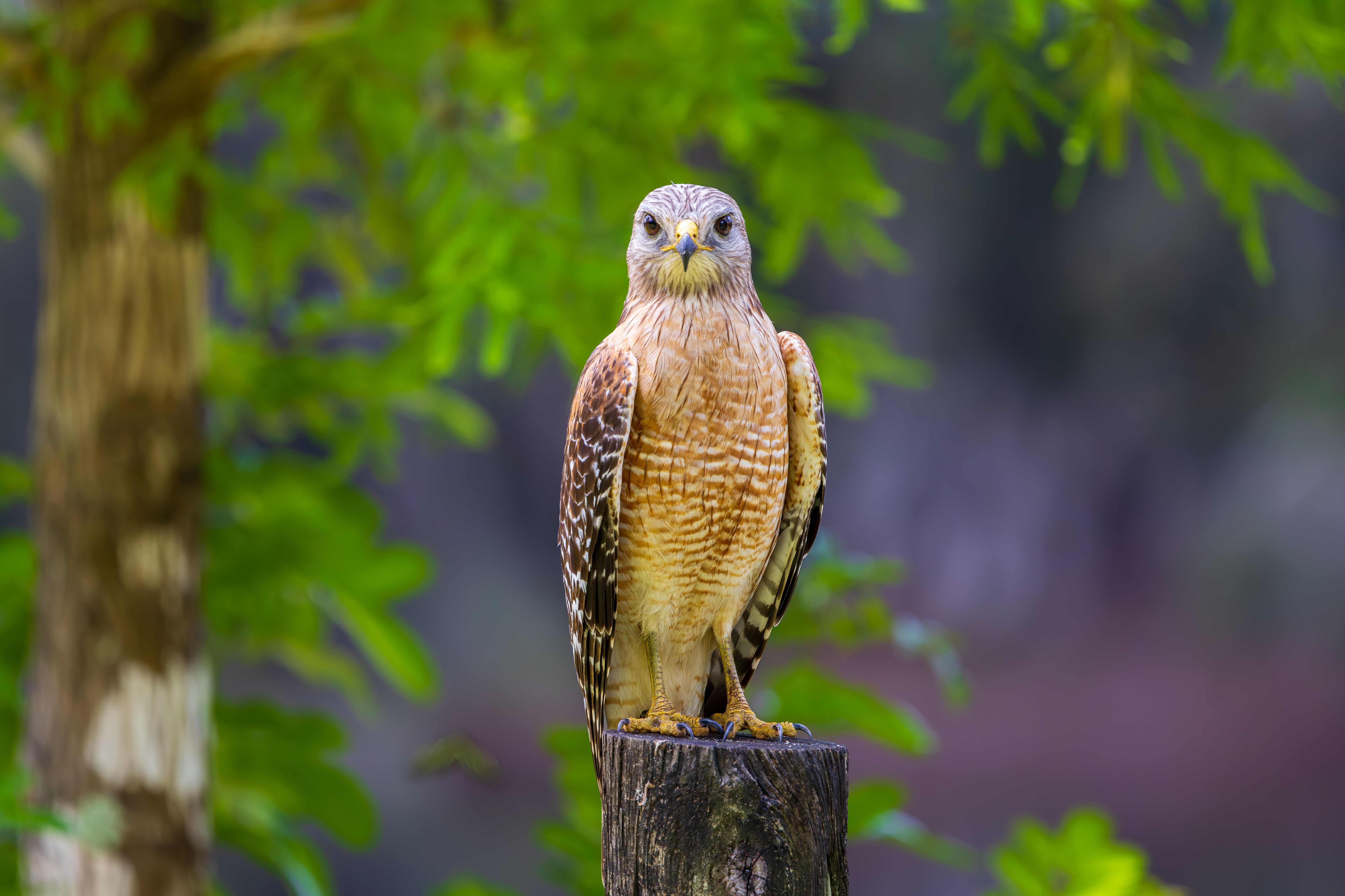 Red-shouldered Hawk Perched on Wooden Post · Free Stock Photo