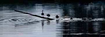 黎明时分，三只鸟倒映在宁静的湖面上，构成了一幅静谧的自然风光