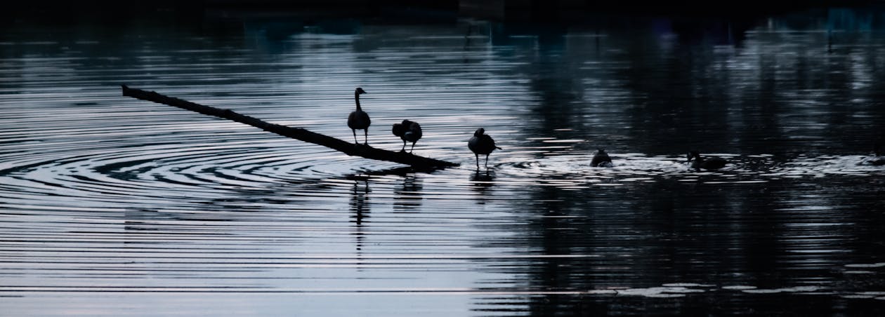 Swan on Wood Log