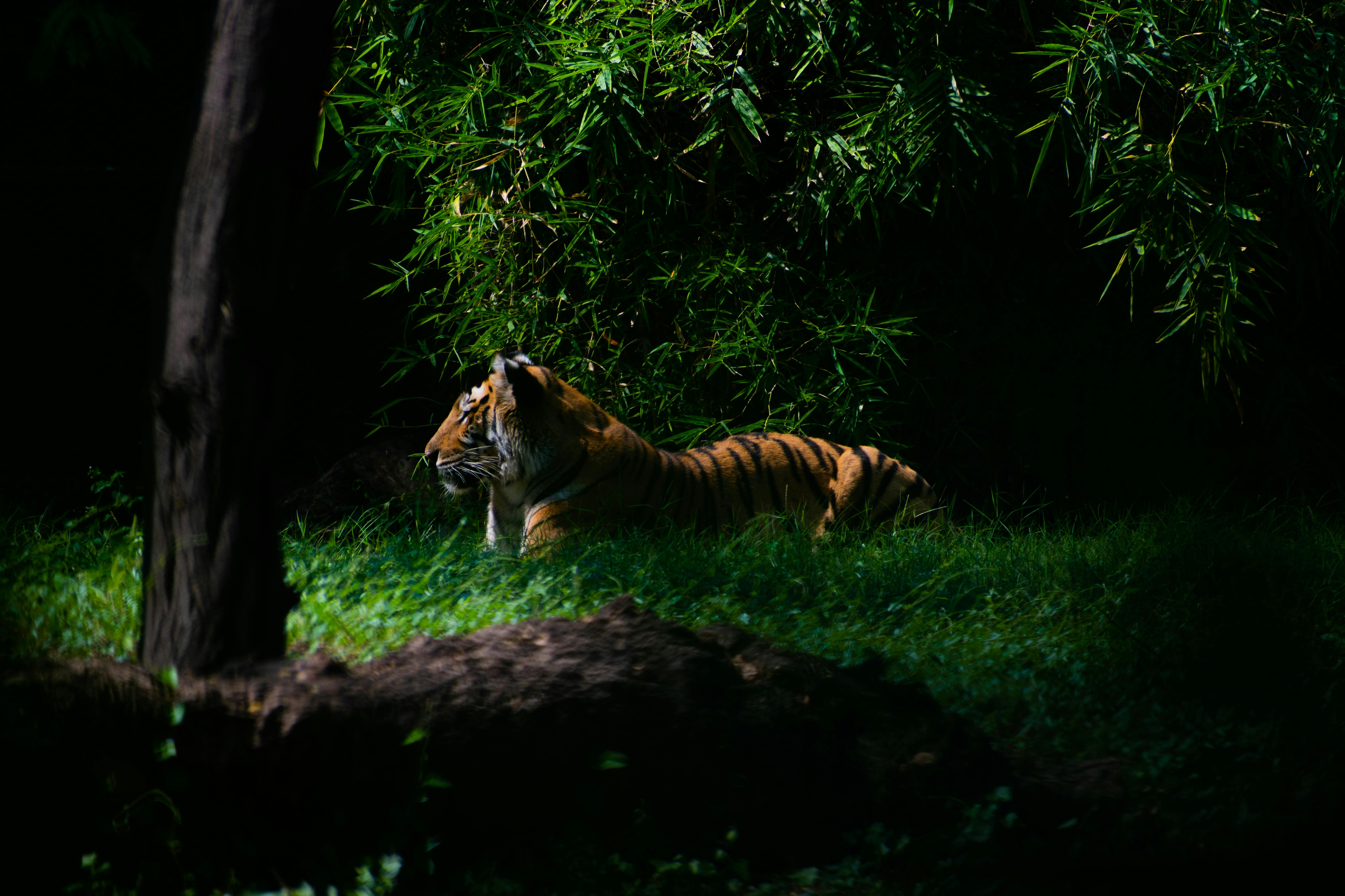 tiger in the jungle