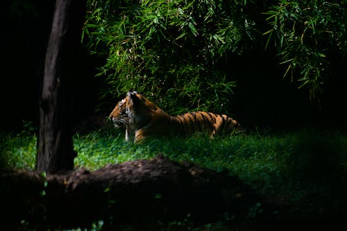 老虎在森林里
