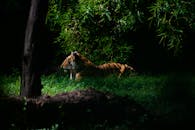 一只老虎躺在丛林地面上，四周是茂密的森林植被，展现了自然的野生动物之美