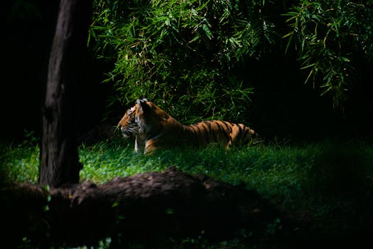 一只老虎躺在丛林地面上，四周是茂密的森林植被，展现了自然的野生动物之美