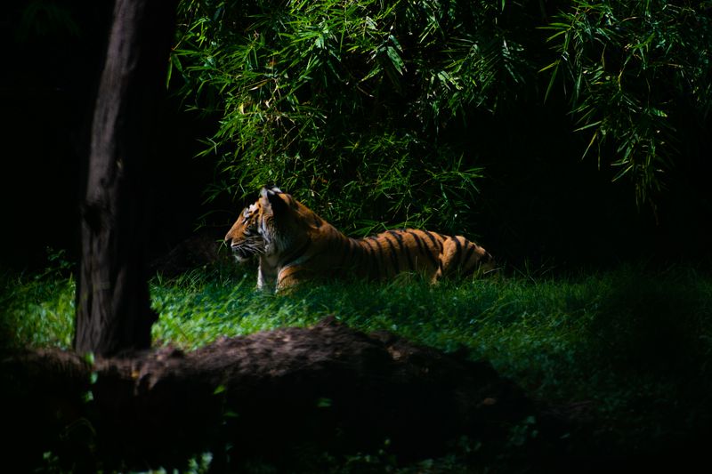 Bengal Tiger