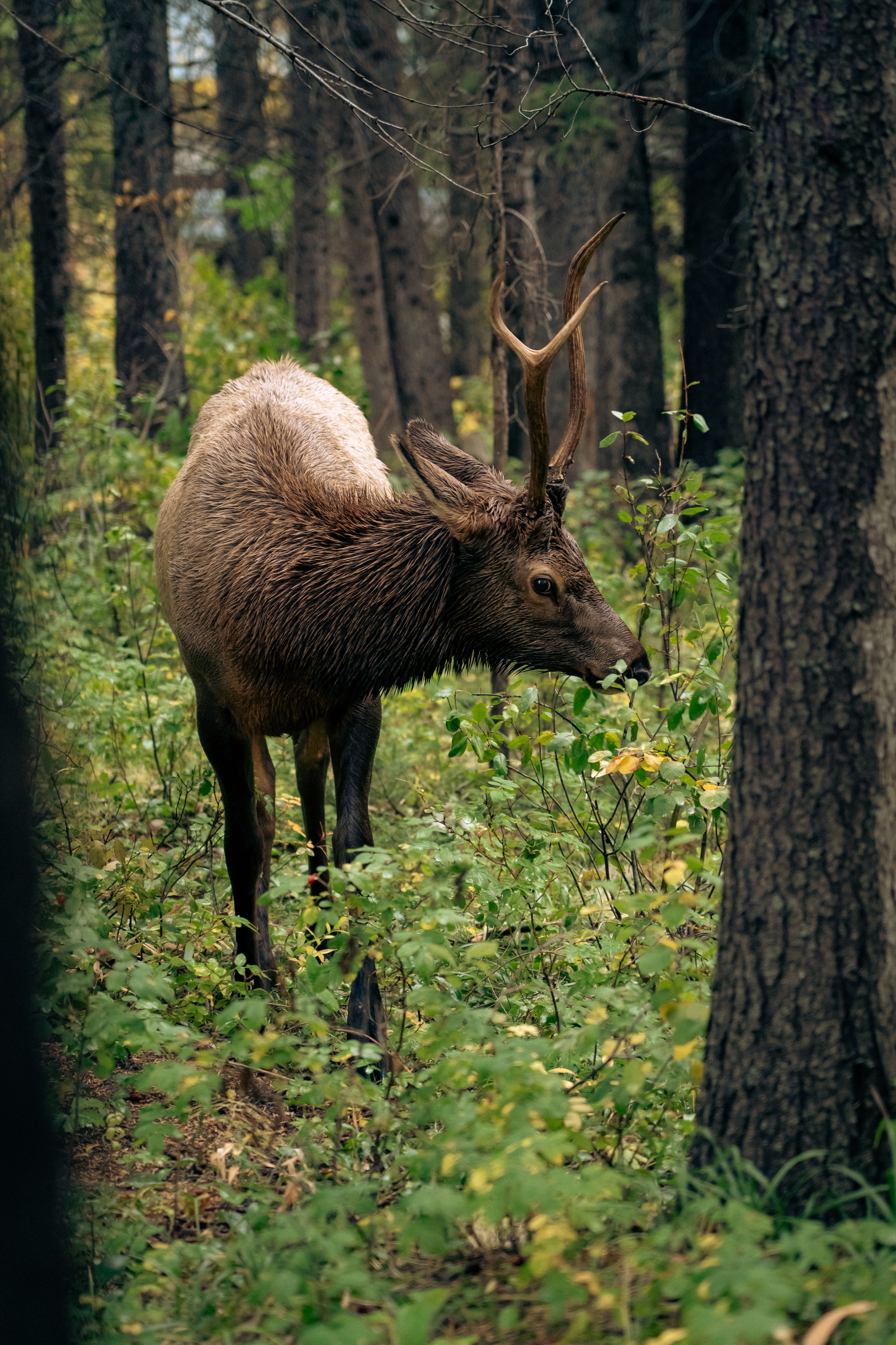A wild elk grazes in a lush Canadian forest, surrounded by vibrant fall foliage.