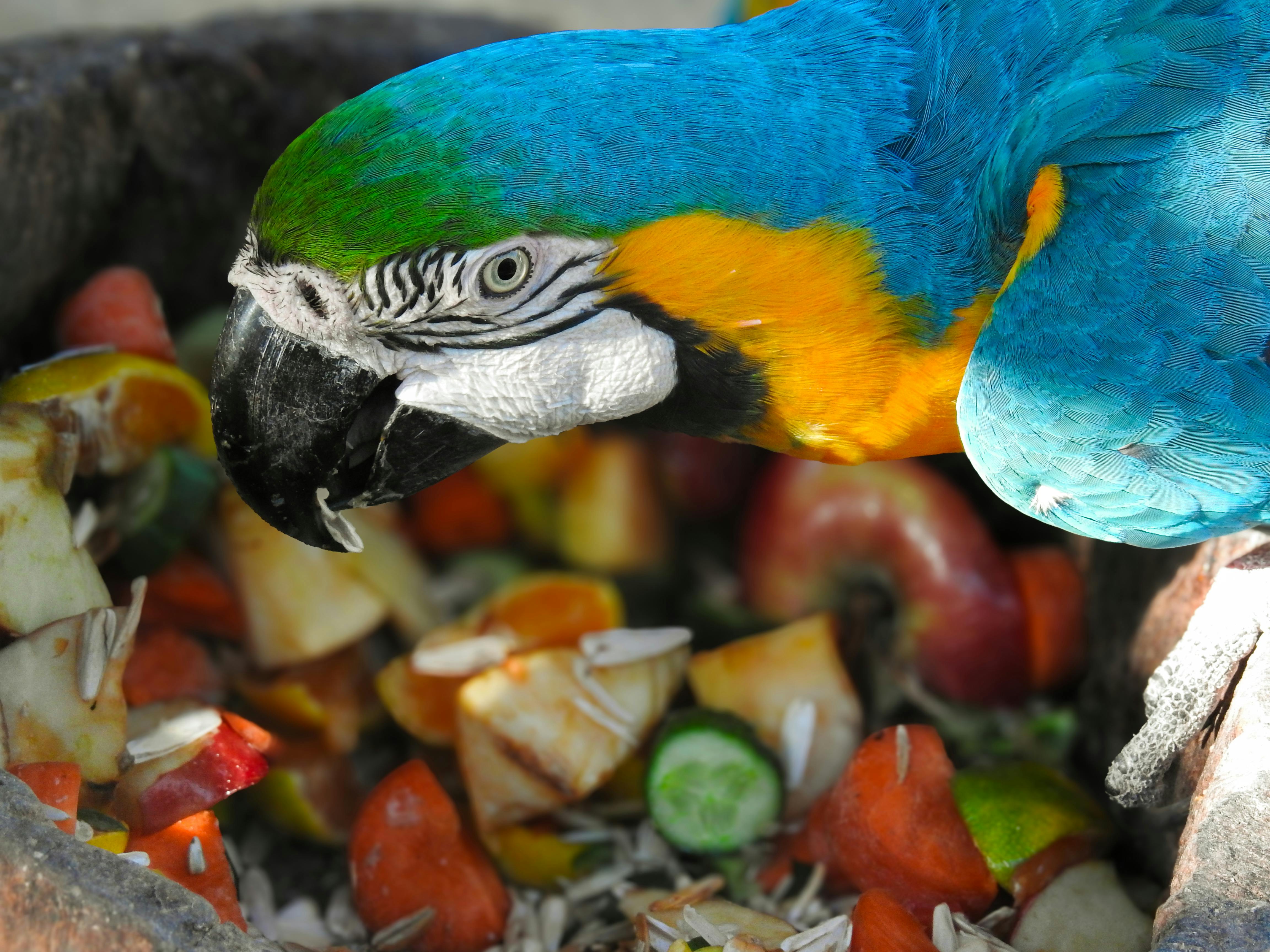 specialty diets special types of diets — Photo by rümeysa yalçın on Pexels