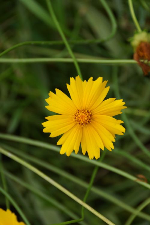 Free A close-up shot of a vibrant yellow Coreopsis flower against green foliage. Stock Photo