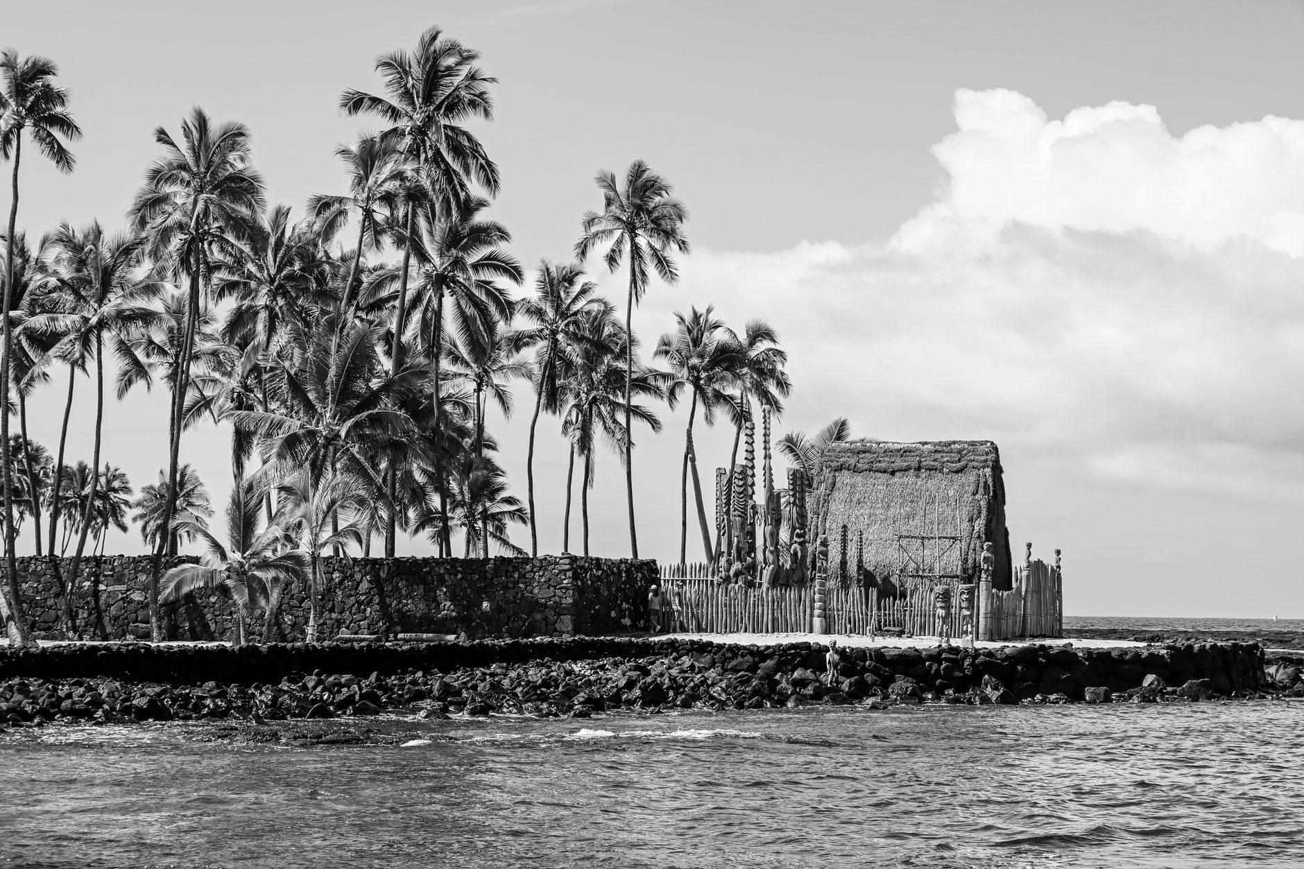 Black and white coastal view with palm trees in Hawaii, USA.