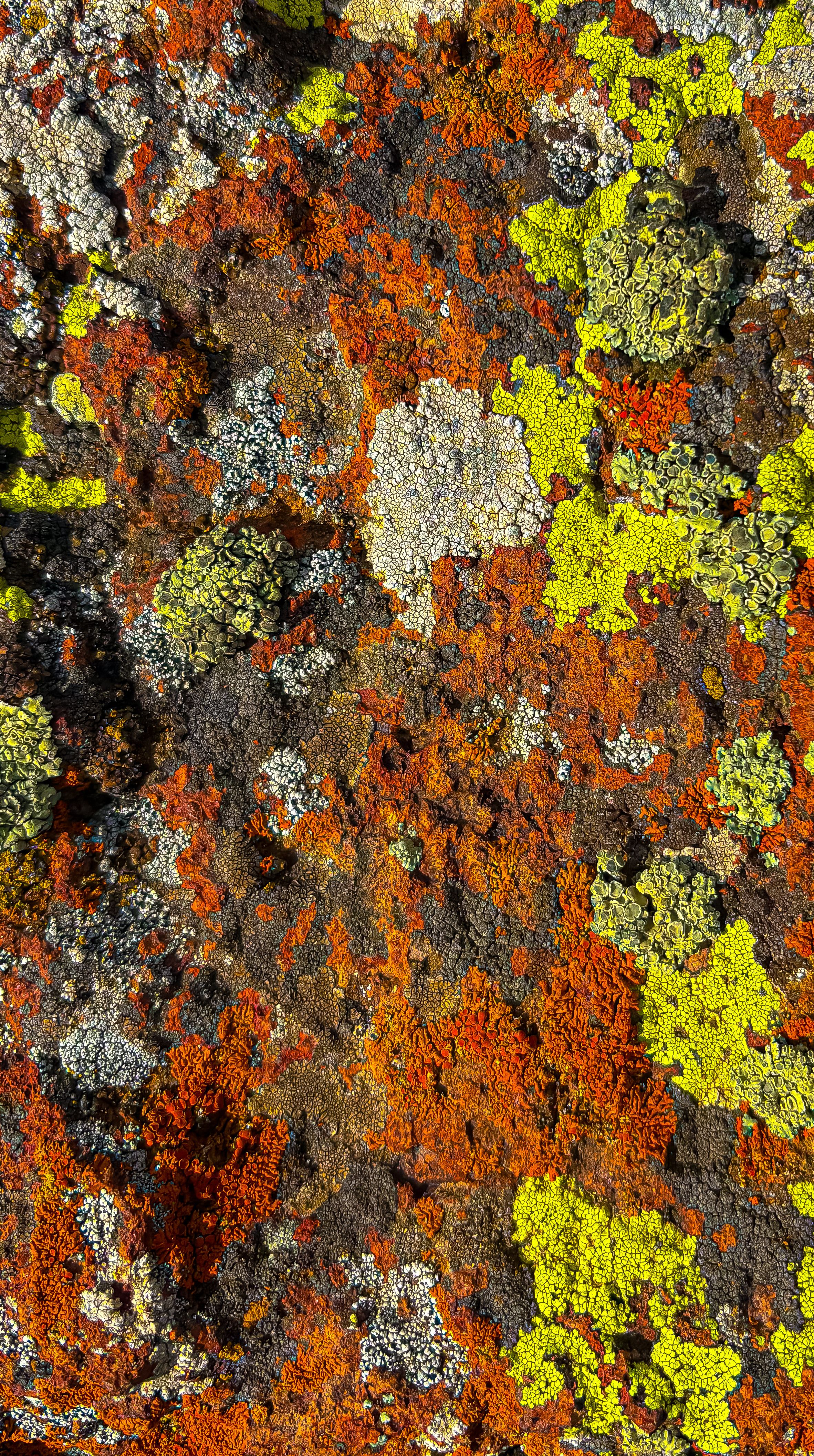 Colorful Lichen Growth on Rock Surface Close-Up · Free Stock Photo