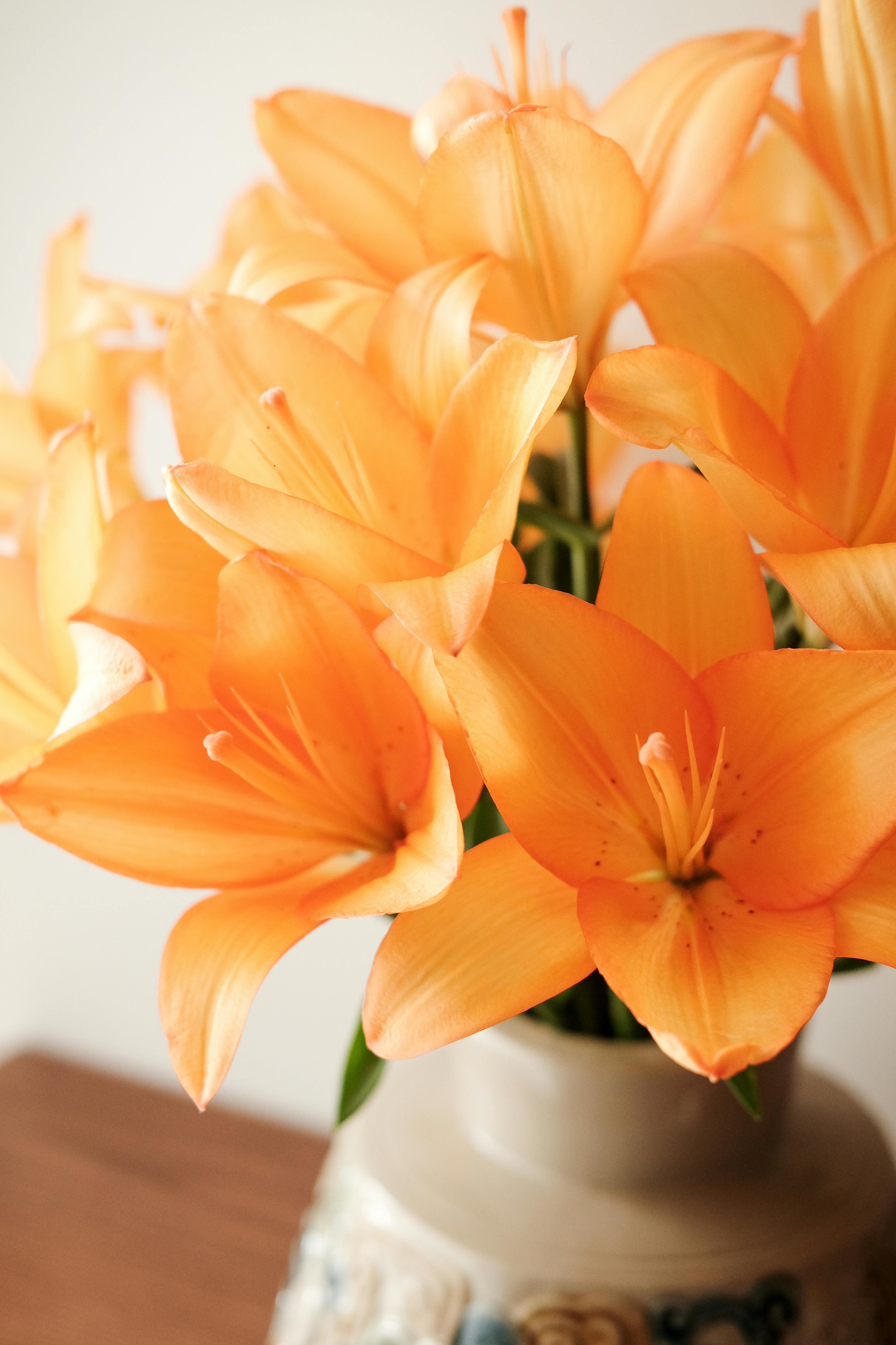 [ColoSach]-close-up-of-vibrant-orange-lilies-in-a-decorative-ceramic-vase,-creating-a-warm-and-inviting-atmosphere.