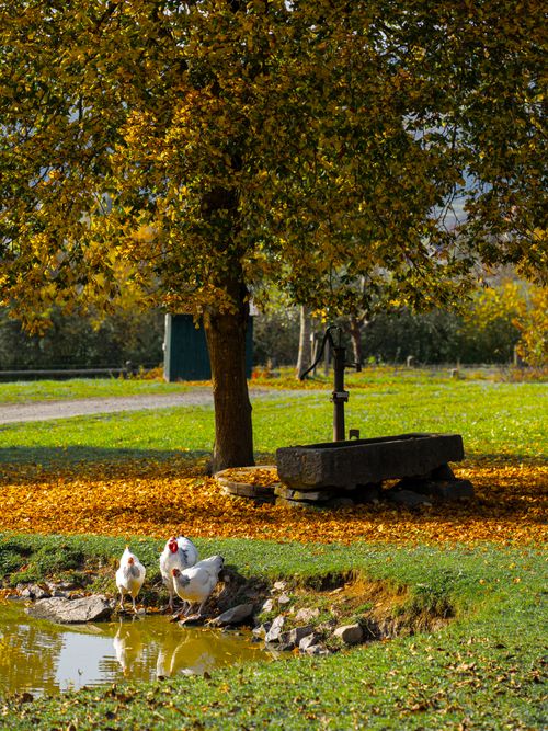 Free Chickens roam near a pond under a tree in a peaceful autumn rural setting. Stock Photo