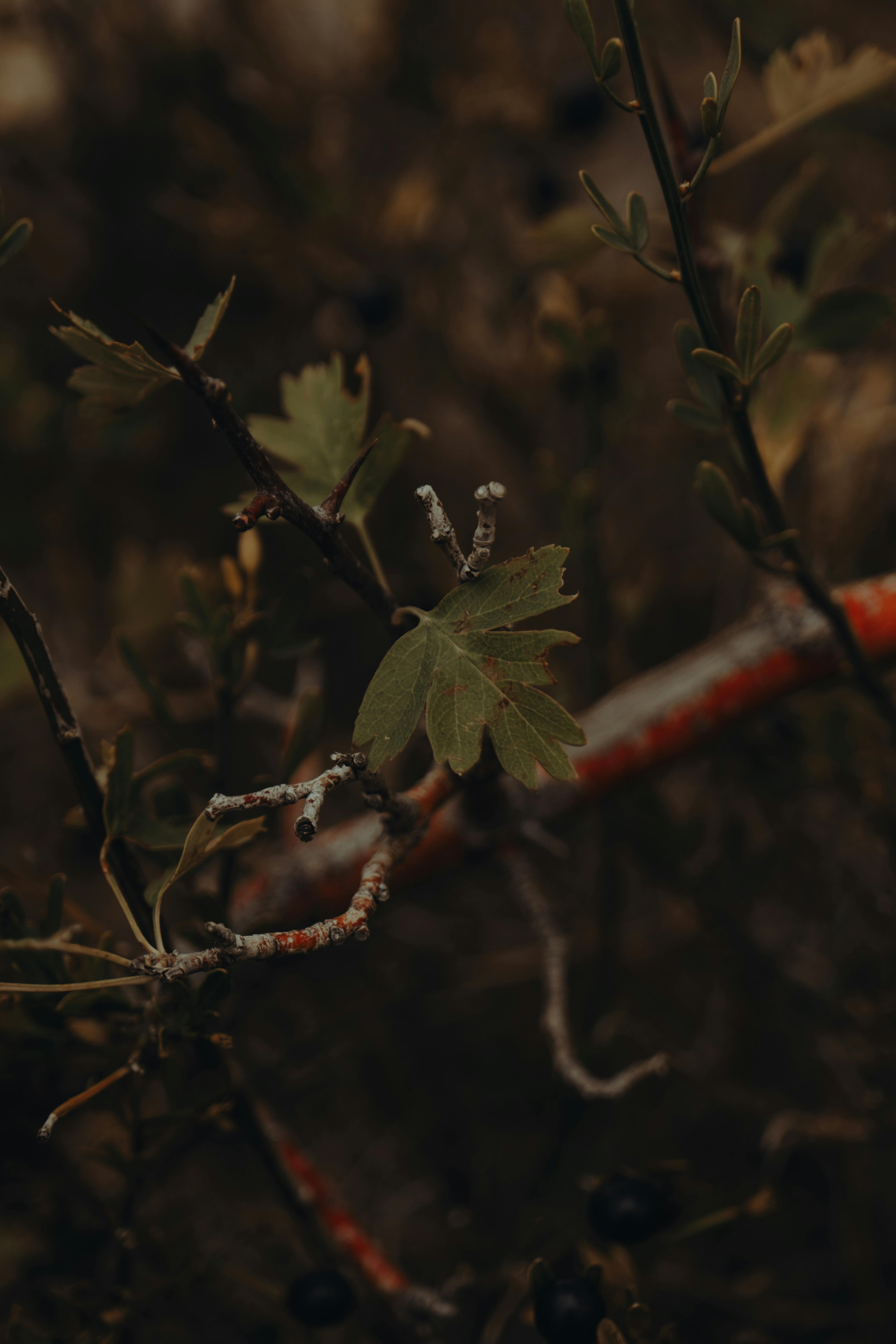 gratis Gedetailleerde close-up van een groen blad tussen takken, met natuurlijke texturen in een sfeervolle toon. Stockfoto