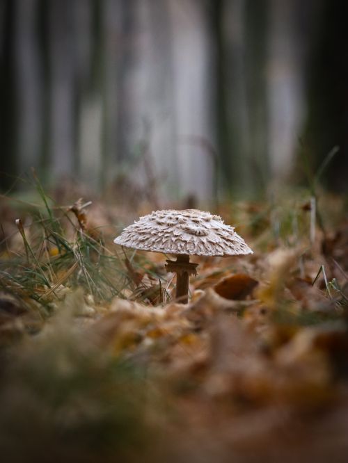 Free Detailed close-up of a parasol mushroom on a forest floor in autumn. Stock Photo