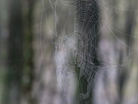 Close-up of a detailed spiderweb in a tranquil forest, showcasing natural beauty and craftsmanship.