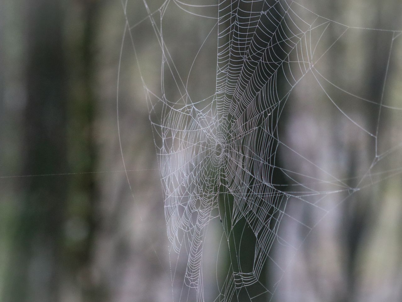 close up of a detailed spiderweb in a tranquil forest showcasing natur