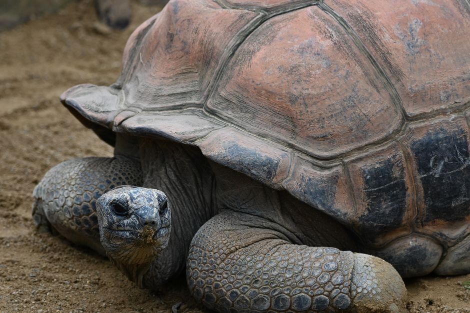 Close-up of an Aldabra giant tortoise resting on sand, showcasing its ancient features.