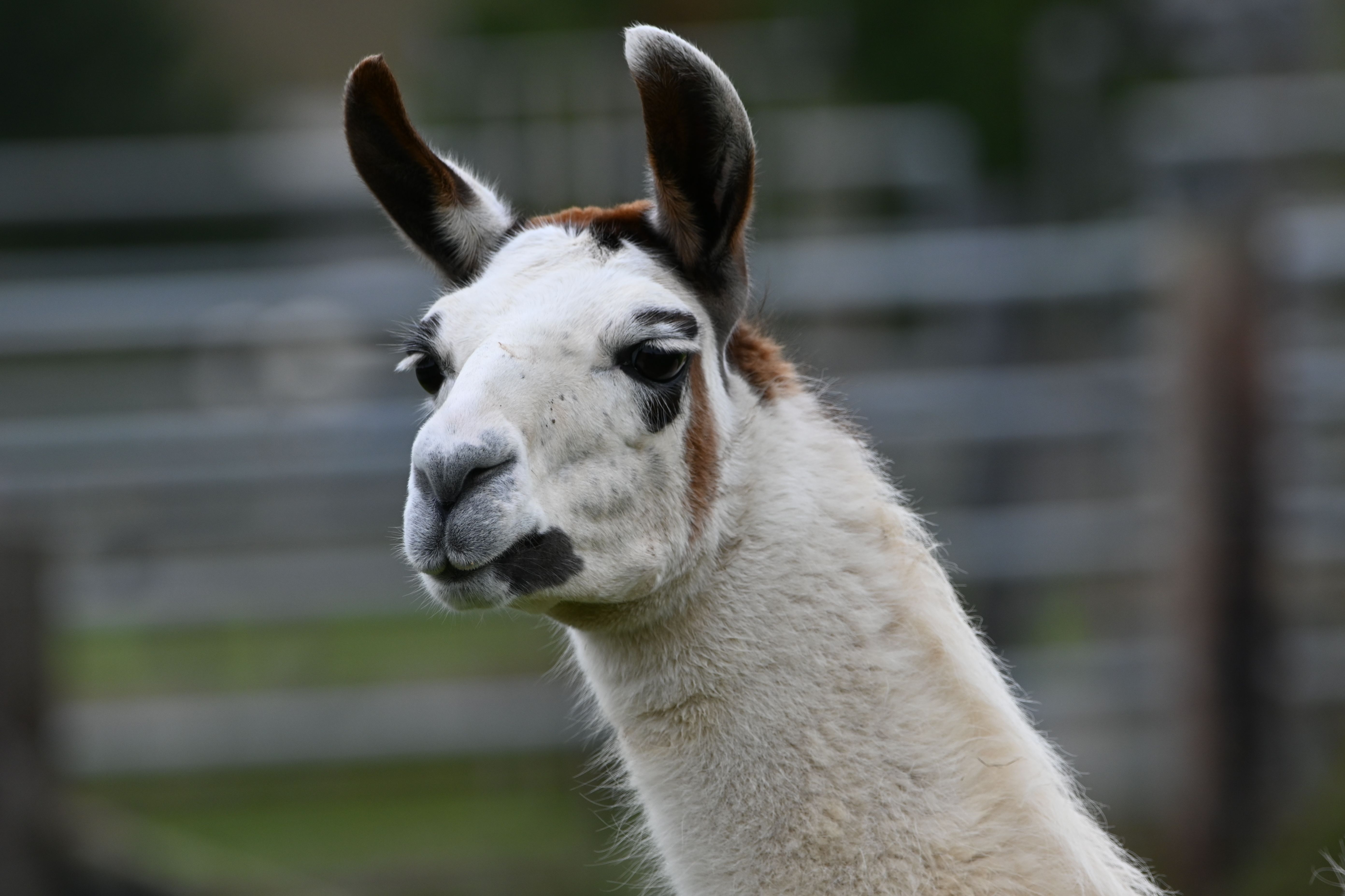 llama 3