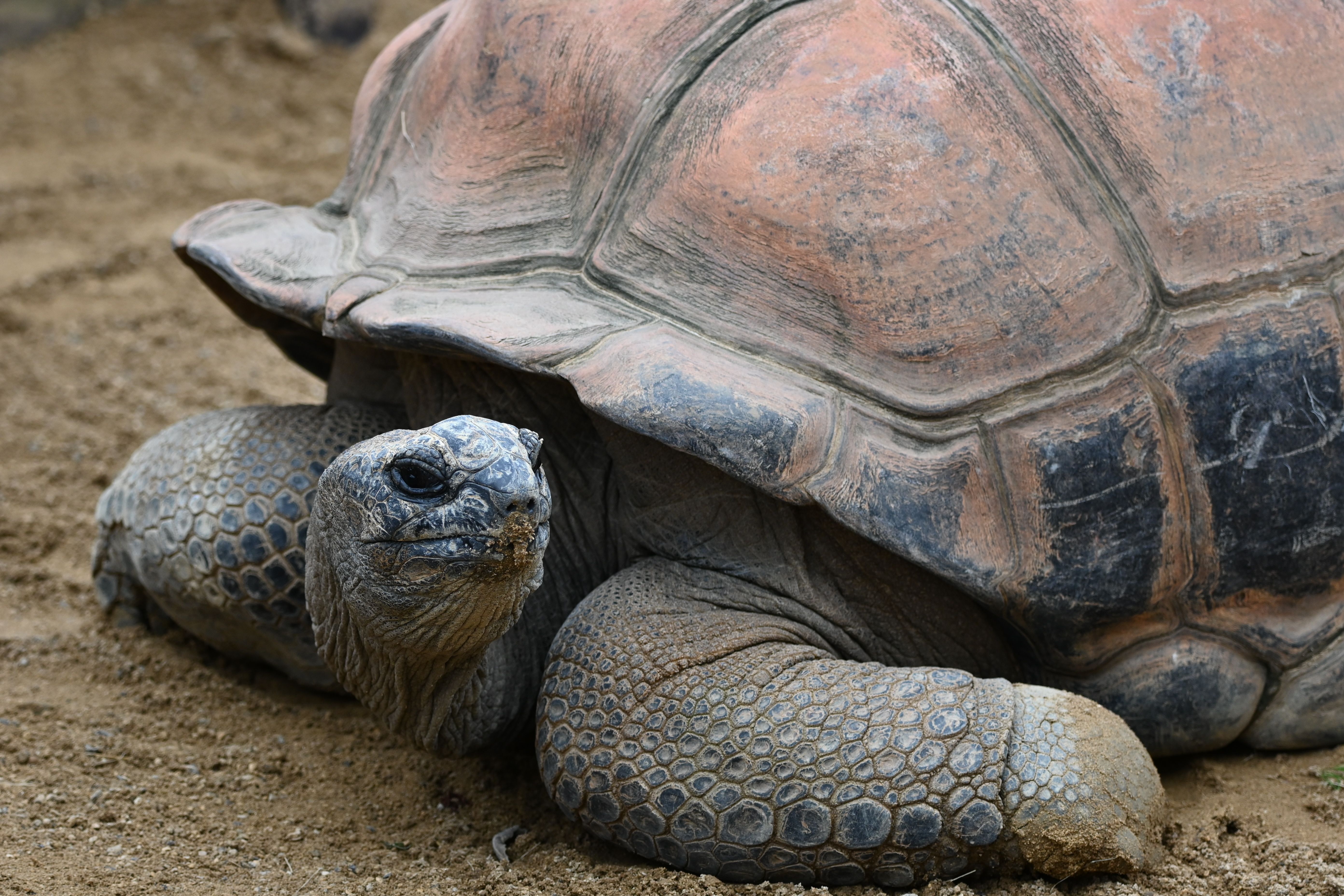 Atoll d'Aldabra