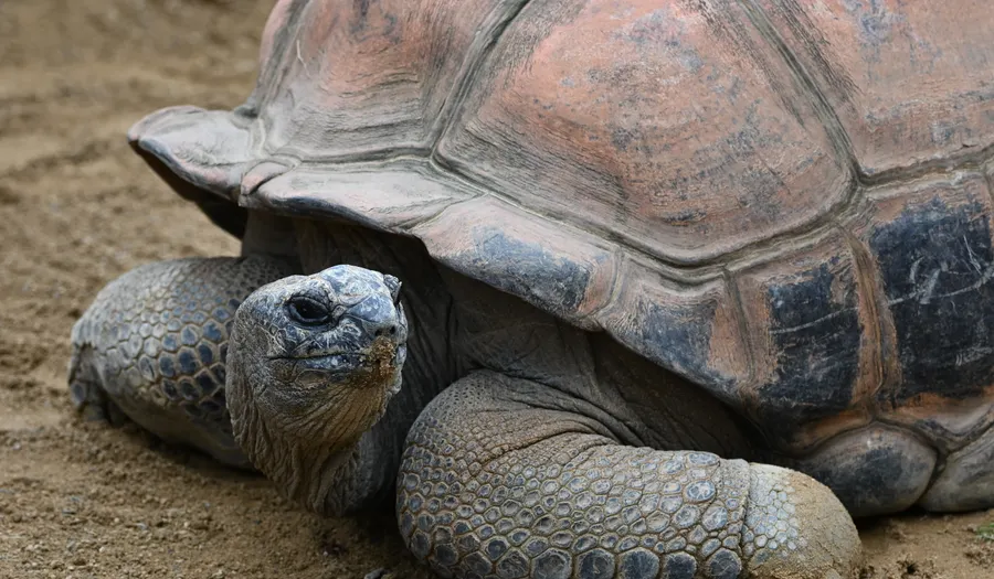 Atoll d'Aldabra