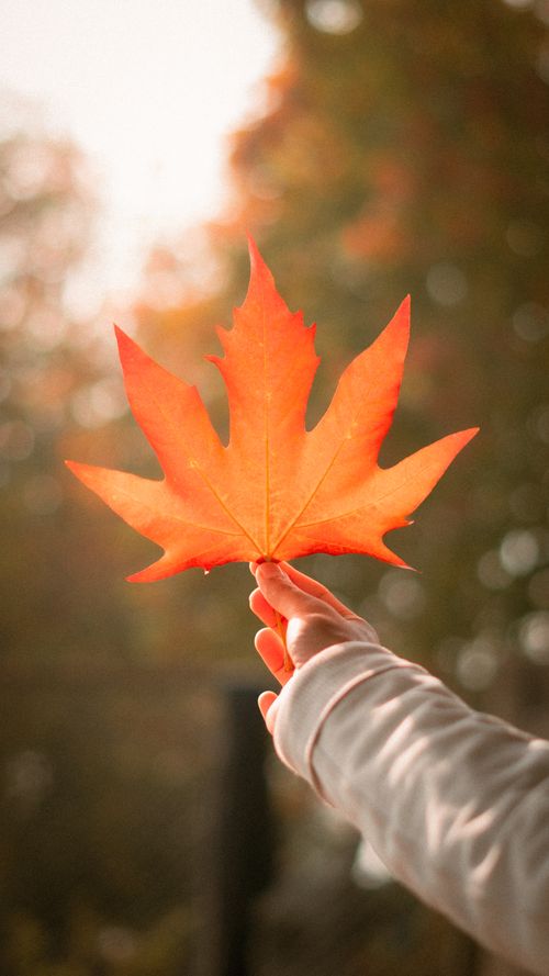 Free A hand holding a vibrant orange maple leaf during fall. Stock Photo