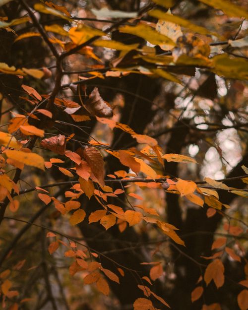 Free Beautiful autumn leaves create a warm and tranquil atmosphere in the forest. Stock Photo