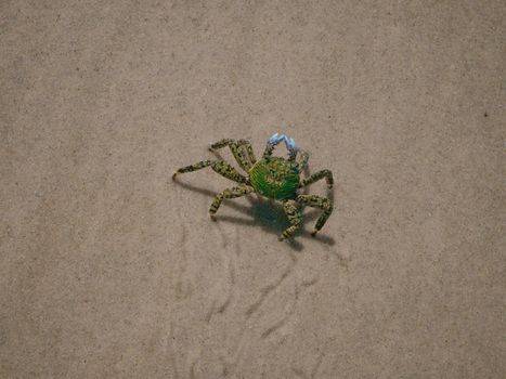 Close-up of a green crab on a sandy beach, showcasing natural textures and details.