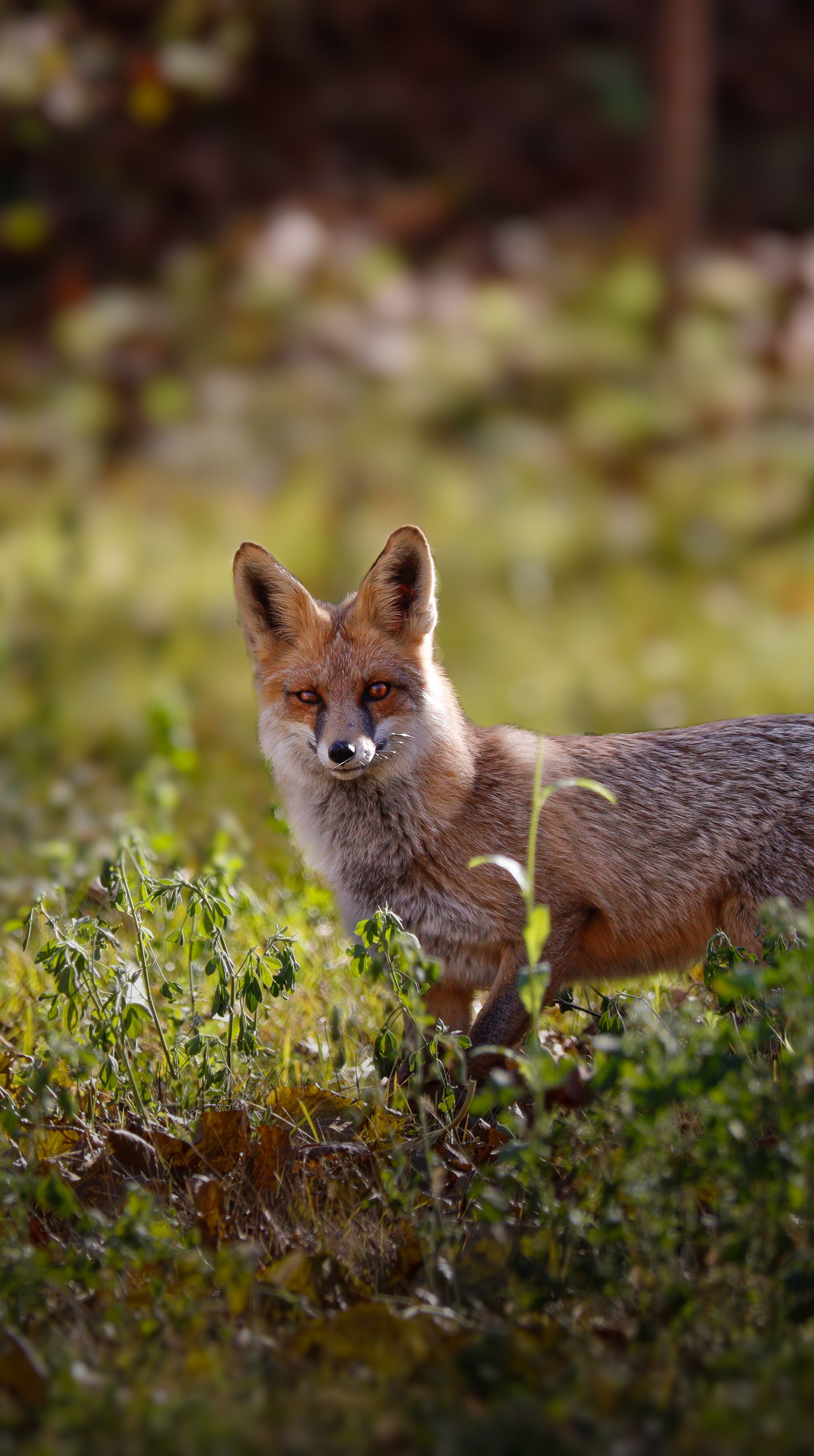 Majestic red fox standing alert in a vibrant green field, capturing the essence of wildlife.