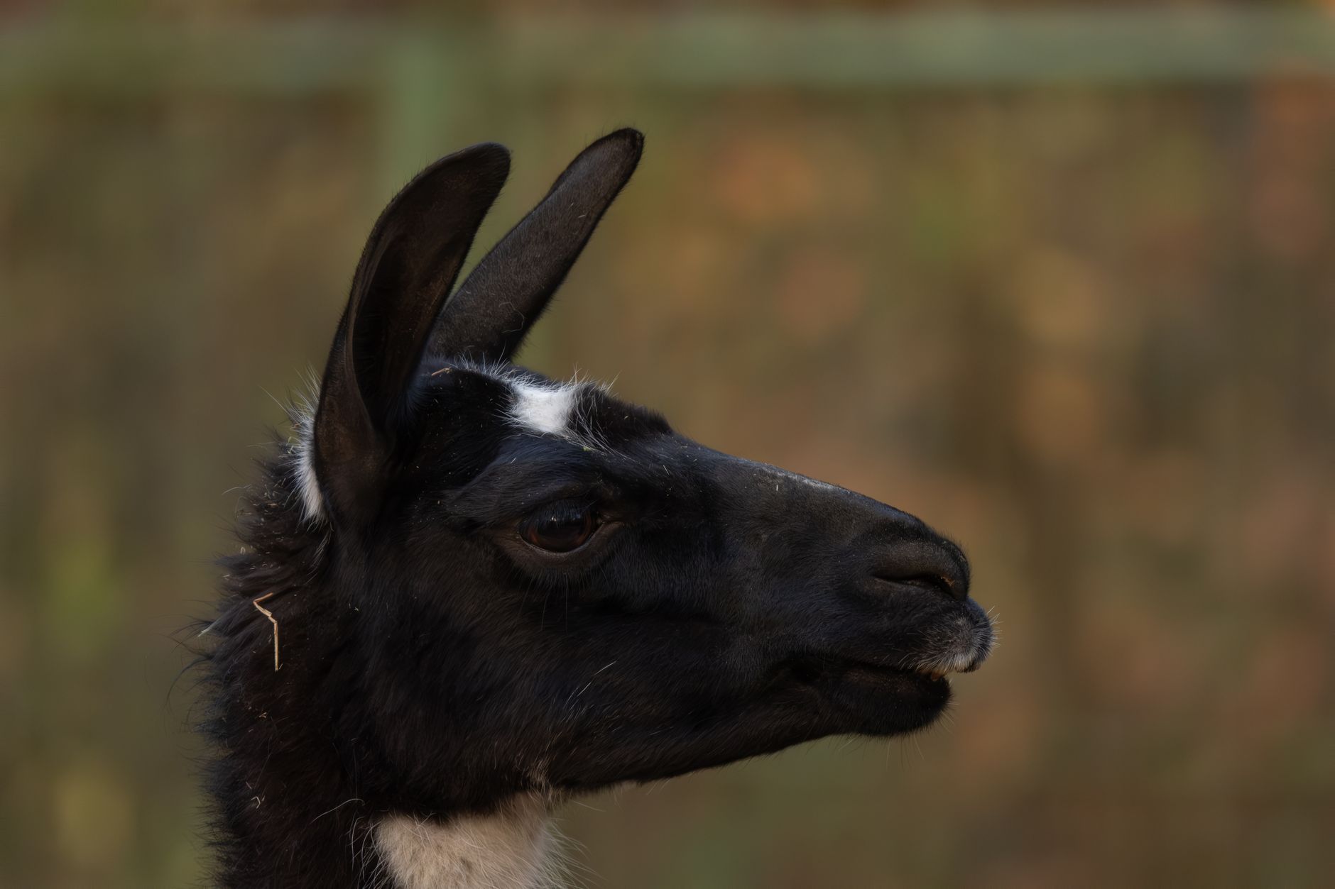 Llama 4 Maverick API