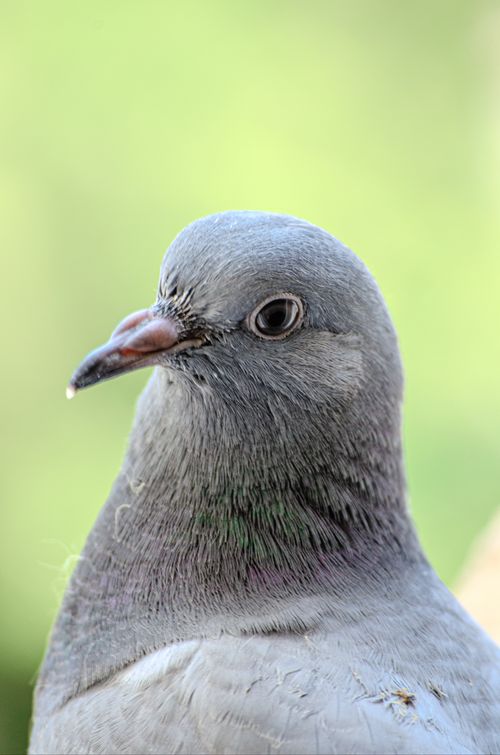 Free Detailed close-up of a grey pigeon against a blurred green background. Stock Photo