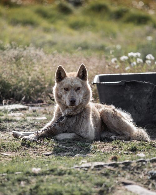 Free A leashed dog rests outdoors in a grassy area, enjoying sunny weather. Stock Photo