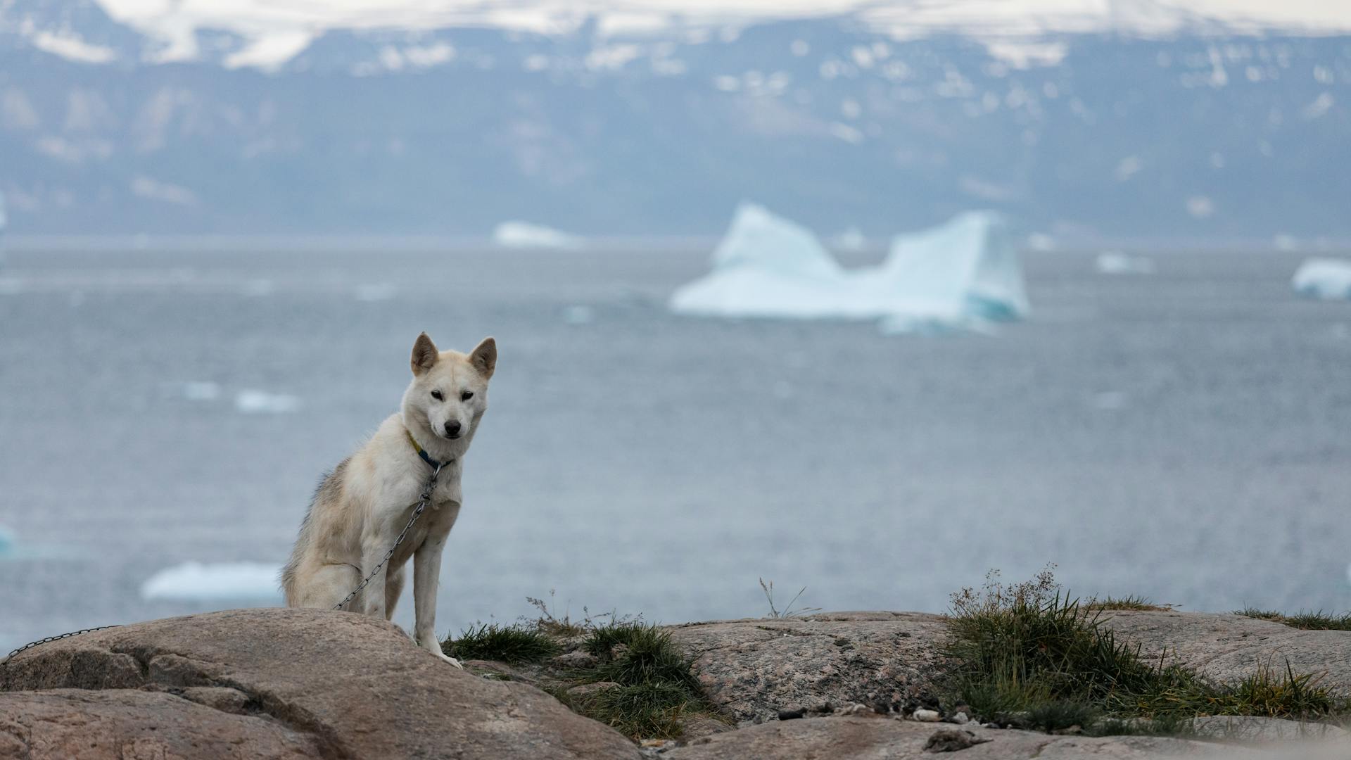 A lonely husky dog standing on rocky terrain with icebergs in the background, Arctic region.