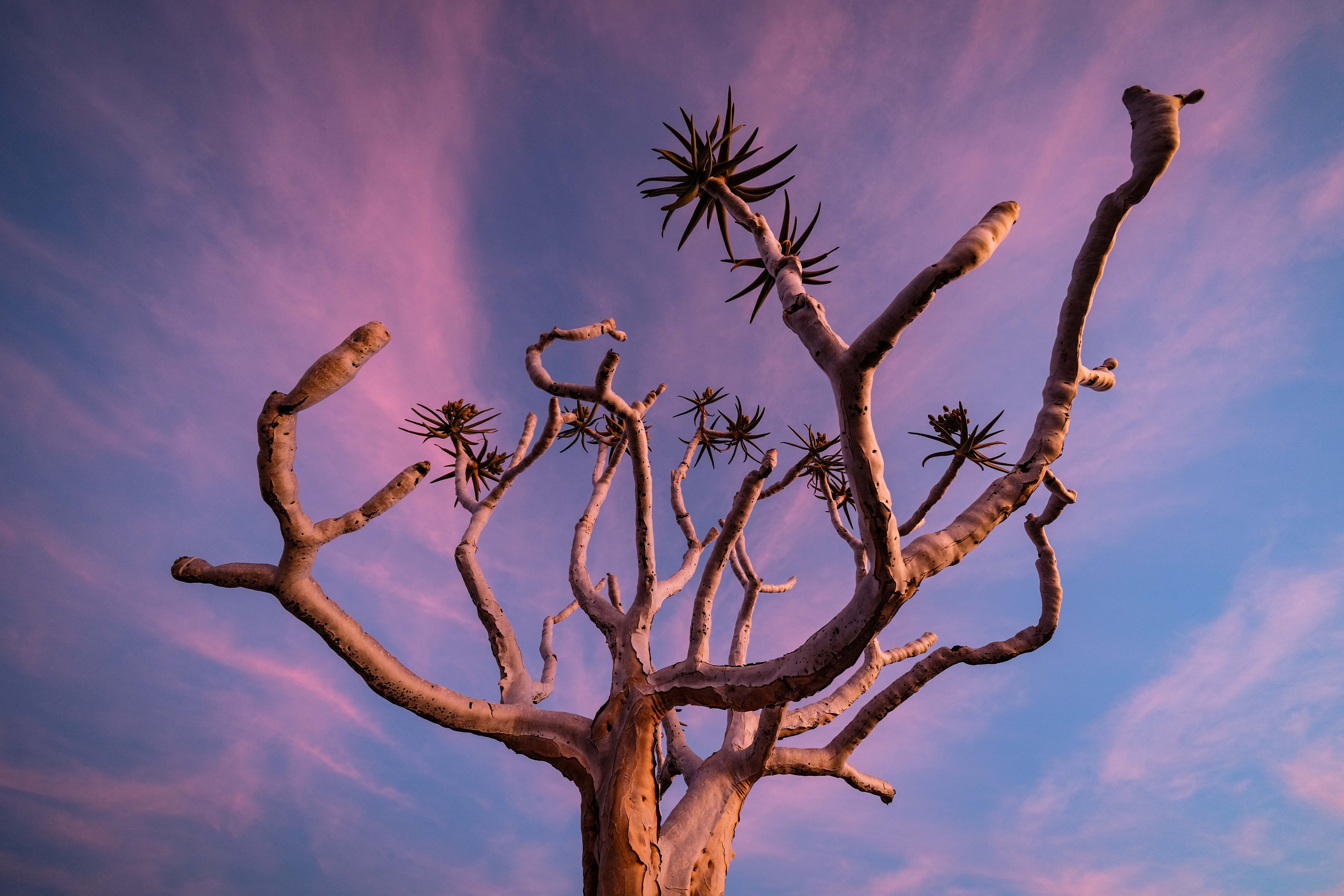 7 Day Bush Healing: Rest & Recover in Ancient Spring,South Africa 3