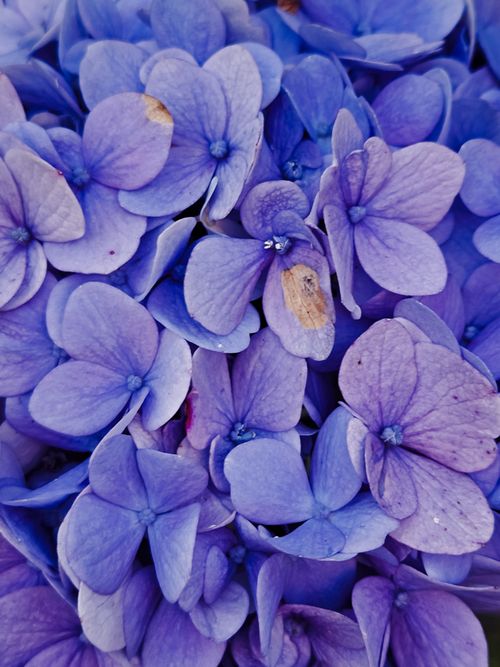Free Stunning close-up of purple hydrangea flowers with a rich, vibrant color palette, ideal for floral themes. Stock Photo