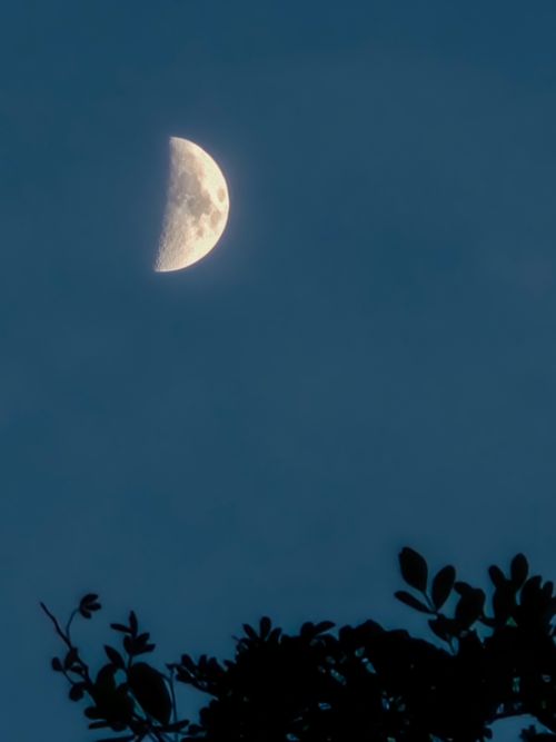 Free Half moon in night sky with silhouetted tree branches creating a serene atmosphere. Stock Photo