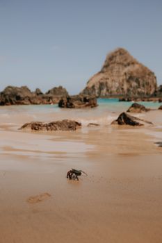 crab photo