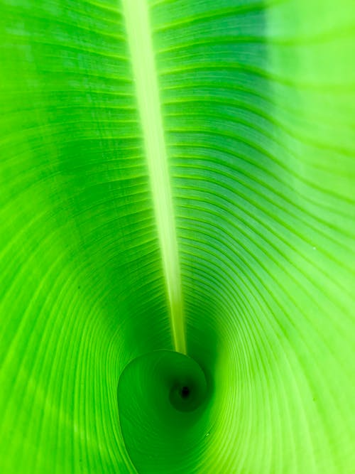 緑のバナナの葉のクローズアップ写真