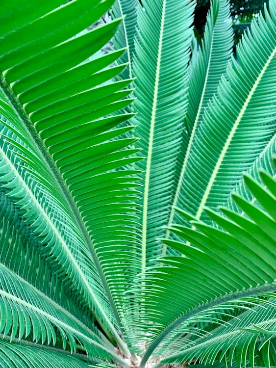 Green-leafed Plant