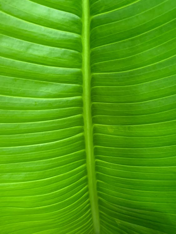 Free stock photo of green, palm, plants