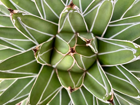 龙舌兰植物的特写镜头突出了其叶片尖锐的几何图案和充满活力的绿色