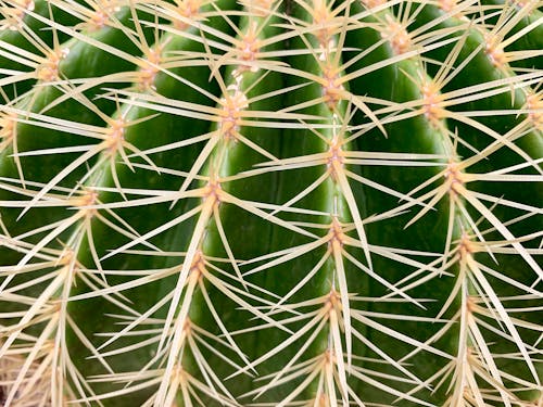 Immagine gratuita di cactus, impianti, piante tropicali
